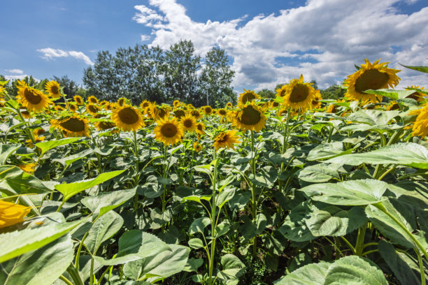 住宅后院的花园景观、开花植物和绿植照片图片下载
