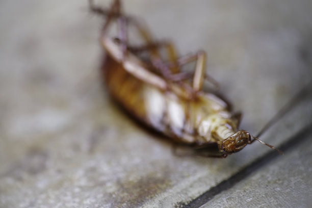 选择性聚焦，地板上躺着的死蟑螂特写照片图片下载