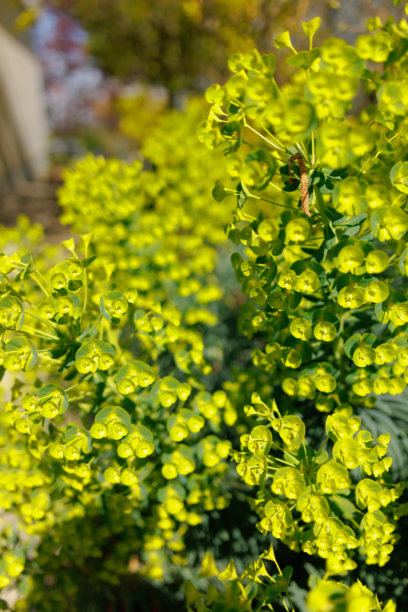 住宅后院的花园景观、开花植物和绿植照片图片下载