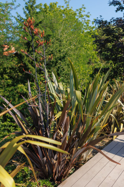 住宅后院的花园景观、开花植物和绿植照片图片下载