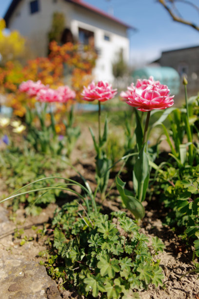 住宅后院的花园景观、开花植物和绿植照片图片下载