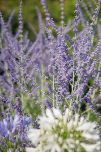 住宅后院的花园景观、开花植物和绿植照片图片下载