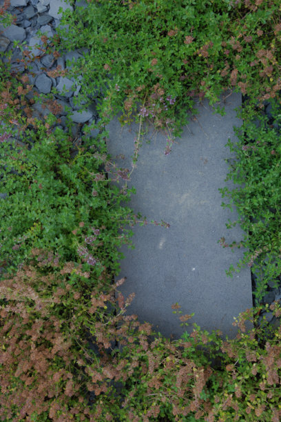 住宅后院的花园景观、开花植物和绿植照片图片下载