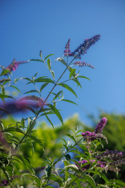 住宅后院的花园景观、开花植物和绿植照片图片下载