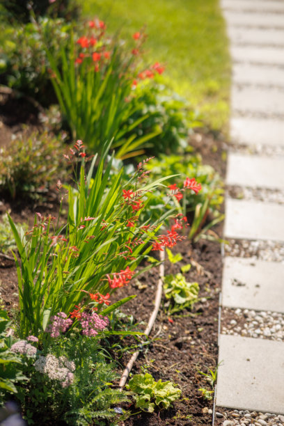 住宅后院的花园景观、开花植物和绿植照片图片下载