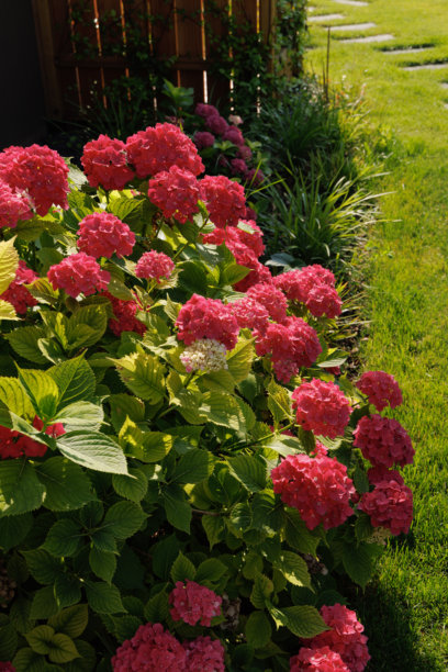 住宅后院的花园景观、开花植物和绿植照片图片下载