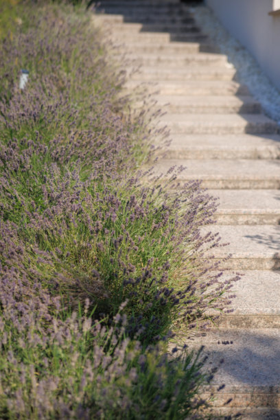 住宅后院的花园景观、开花植物和绿植照片图片下载