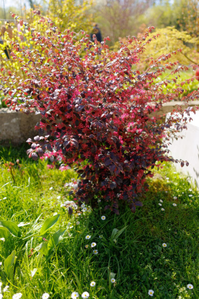 住宅后院的花园景观、开花植物和绿植照片图片下载