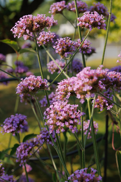 住宅后院的花园景观、开花植物和绿植照片图片下载