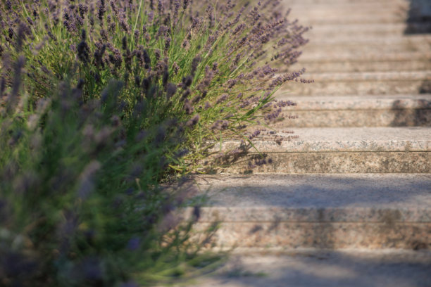 住宅后院的花园景观、开花植物和绿植照片图片下载