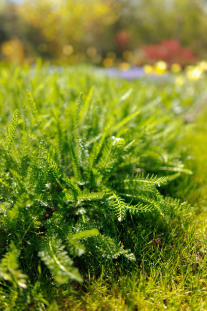 住宅后院的花园景观、开花植物和绿植照片图片下载