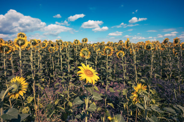 住宅后院的花园景观、开花植物和绿植照片图片下载