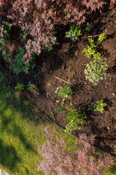 住宅后院的花园景观、开花植物和绿植照片图片下载