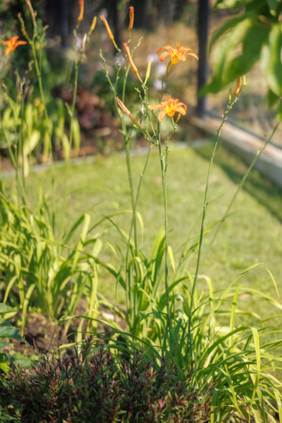 住宅后院的花园景观、开花植物和绿植照片图片下载