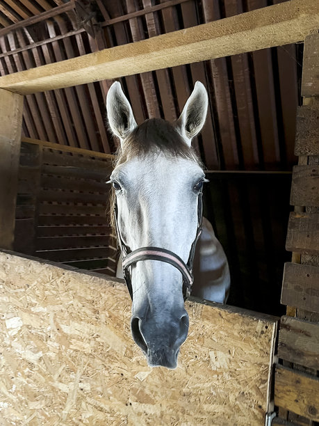 白马的头部特写，从马厩里探出头来。竖版照片。图片下载