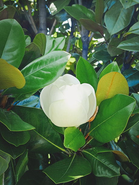 美丽的白色木兰花在绿叶中盛开。特写，竖版照片。图片下载