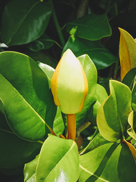 绿叶间的巨叶玉兰未绽放的花蕾。特写，竖版照片。图片下载