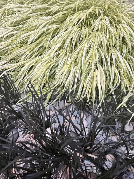 有趣的草类组合 - 照片顶部是日本森林草，底部是黑色蒙多草图片下载