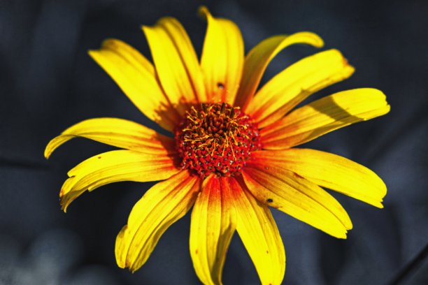 花园向日葵的特写照片图片下载