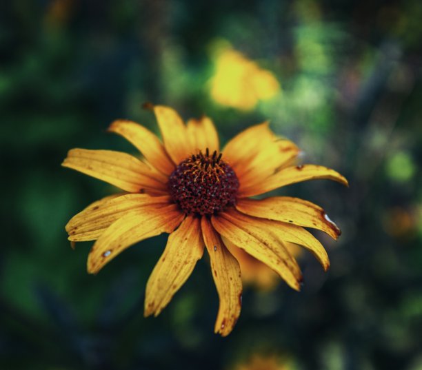 花园向日葵的特写照片图片下载