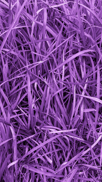 紫色草叶纹理背景照片图片下载