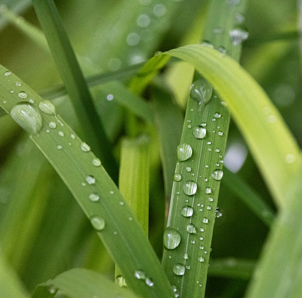 新鲜绿草叶上点缀着雨后闪闪发光的水珠的特写微距照片。图片下载