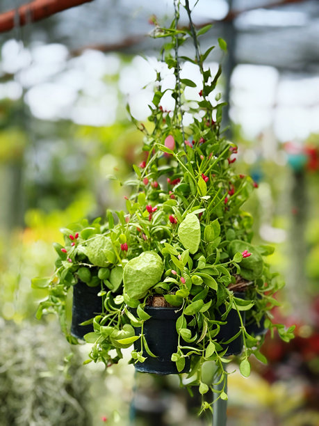墙上悬挂的蔬菜幼苗盆栽，库存照片图片下载