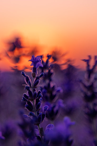 薰衣草日落田野：植物在金色时光中绽放，散发出芳香疗法的精华，沐浴在柔和的光线下。图片下载