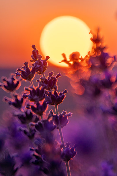 薰衣草日落田野：植物在金色时光中绽放，散发出芳香疗法的精华，沐浴在柔和的光线下。图片下载