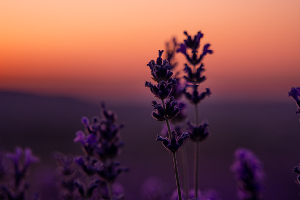 薰衣草日落田野：植物在金色时光中绽放，散发出芳香疗法的精华，沐浴在柔和的光线下。图片下载