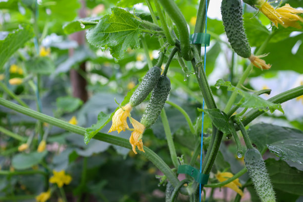 新鲜的年轻黄瓜和明亮的黄色花朵在绿色的茎上生长。这张图片传达了生长、新鲜、夏天和自然美的感觉。画面展示了丰收的丰富和自然的循环。图片下载