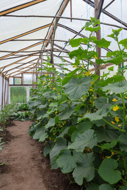 一个温室，里面新鲜的黄瓜和其他植物在良好的条件下生长。这张照片传达了耕作和健康饮食的氛围。图片下载
