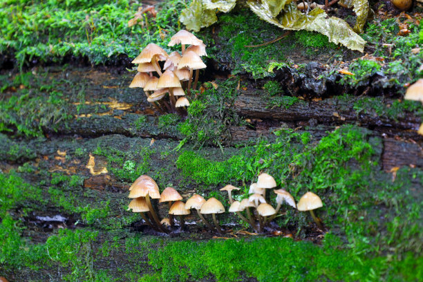 两组小蘑菇，带有棕色钟形帽，生长在覆盖着鲜绿色苔藓的树干上。这张照片传达了森林微观生态的氛围，聚焦于自然细节。图片下载