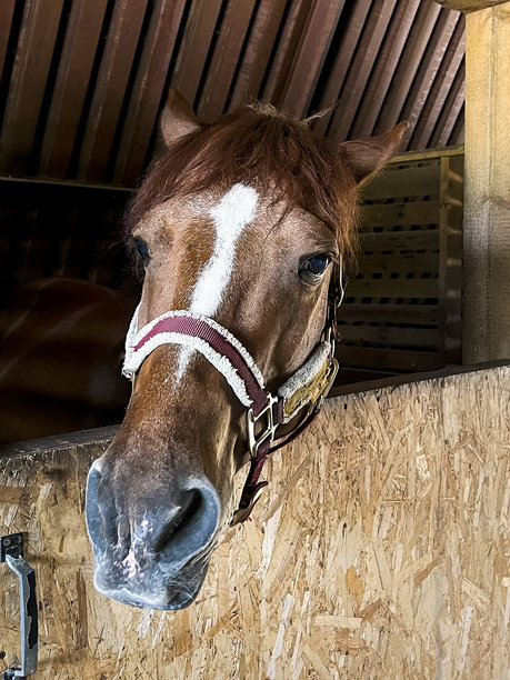 白马的头部特写，从马厩里探出。垂直照片。图片下载
