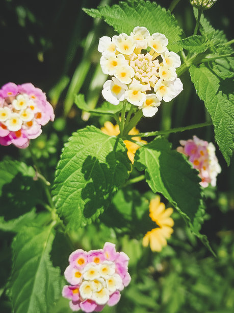 马缨丹花特写。竖版照片。图片下载