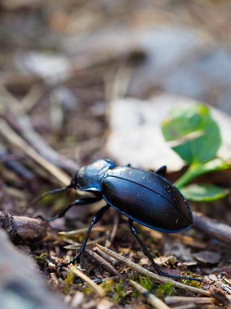 一只闪亮的黑色甲虫在森林地面上爬行的特写微距照片图片下载