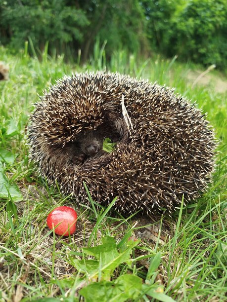 垂直照片：红色浆果旁边是一只安静的刺猬，置身于自然环境中。刺猬带来安全感和宁静。图片下载