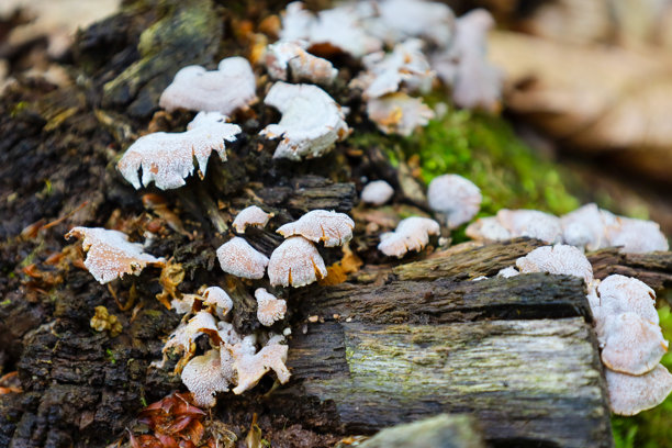一簇小型托盘菌生长在一棵覆盖着苔藓的老朽树桩上。这张照片捕捉了自然分解的过程，展现了野生自然的独特纹理和外观。图片下载