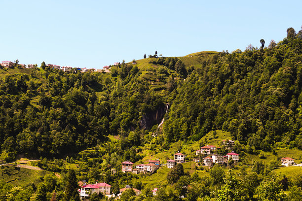 绿茶芽和叶子。茶园背景照片。茶园和蓝天在背景中。土耳其的茶叶种植。土耳其里泽。图片下载