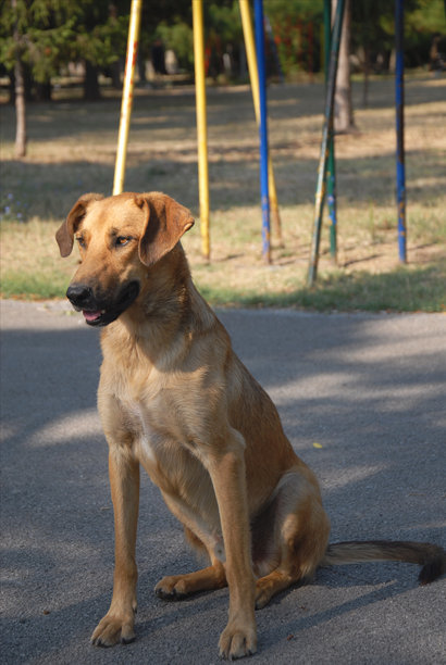 公园里一只黄色的被遗弃的狗（图片编号02）图片下载