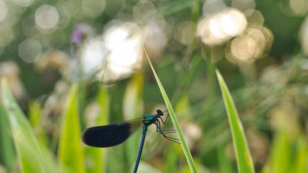 蜻蜓坐在草地上，蓝色蜻蜓。模糊嘈杂的图片。图片下载