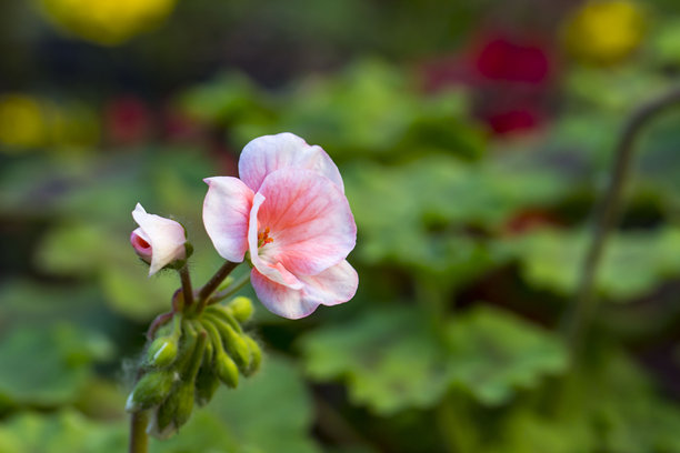 天竺葵。五月玫瑰。自然生长的花朵彩色照片。特写。模糊背景带有高光和散景。天竺葵。五月玫瑰。蓝花天竺葵。天竺葵。牻牛儿苗科。图片下载