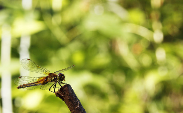 一只美丽的红蜻蜓停在树枝上，背景模糊，带有高光和散景。留有文字空间。这是一张色彩丰富的昆虫特写宏观照片。屏保。蜻蜓属。蜻蜓科。昆虫纲。图片下载