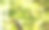 一只美丽的红蜻蜓停在树枝上，背景模糊，带有高光和散景。留有文字空间。这是一张色彩丰富的昆虫特写宏观照片。屏保。蜻蜓属。蜻蜓科。昆虫纲。图片下载