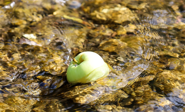 一只绿色苹果静静地躺在流淌在岩石间的水流中。这张照片营造了一种与自然和谐共处的宁静感，强调了新鲜和纯净。图片下载