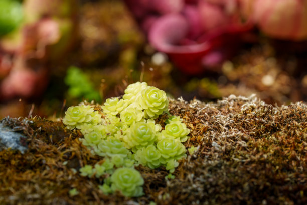 生长中的杀虫植物“Pinguicula esseriana”的绿色叶子特写照片。图片下载
