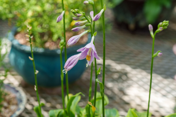 春天盛开的粉色宽叶百合（Hosta）花的特写照片。图片下载