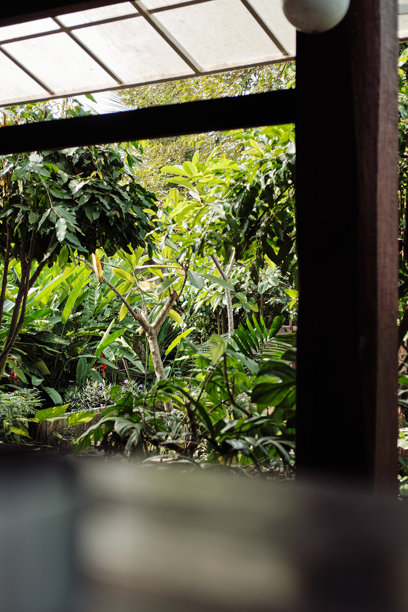 一张垂直拍摄的照片，从一个有遮盖的结构下望出去，展现出一个生机勃勃的热带花园。图片下载