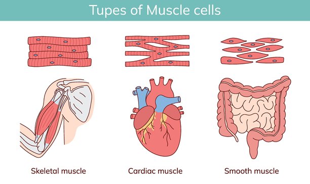 肌肉的类型：心肌、骨骼肌、肠道肌肉。卡通风格的矢量插图。图片下载