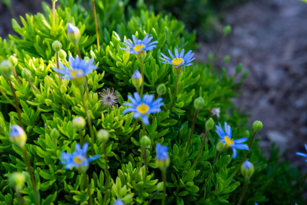 自然中的蓝色可爱雏菊照片图片下载